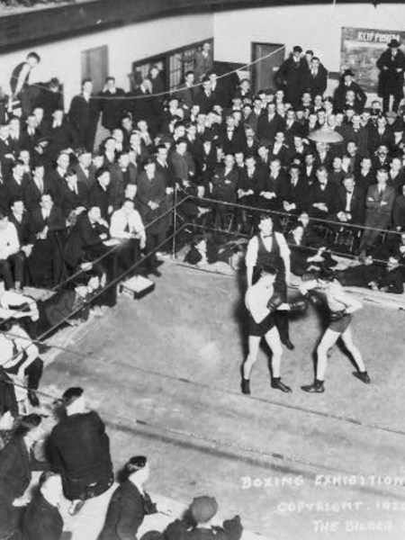 Cleverest Young Boxer