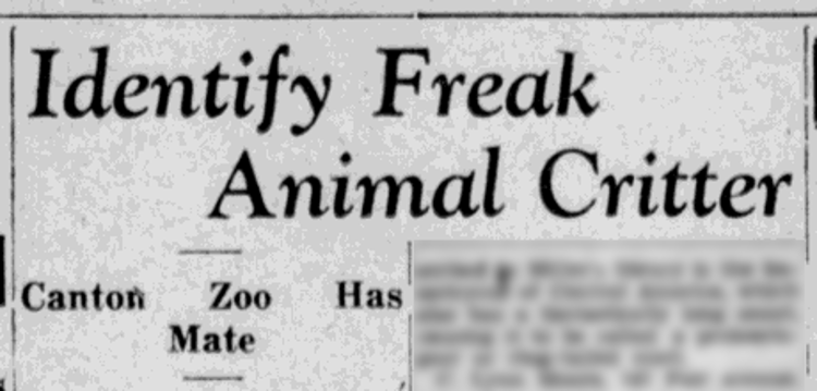 Headline in the New Philadelphia newspaper about the identification of the creature as a ring-tailed cat, February 1930. (Source: newspaperarchive.com)