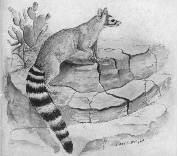 A 1930s illustration of a ring-tailed cat from the publication Chicago Naturalist, 1938. (Source: archive.org)