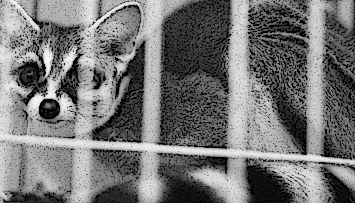 An AI generated image of a ring-tailed cat in a cage. DALL·E 2023-03-23 11.23.38