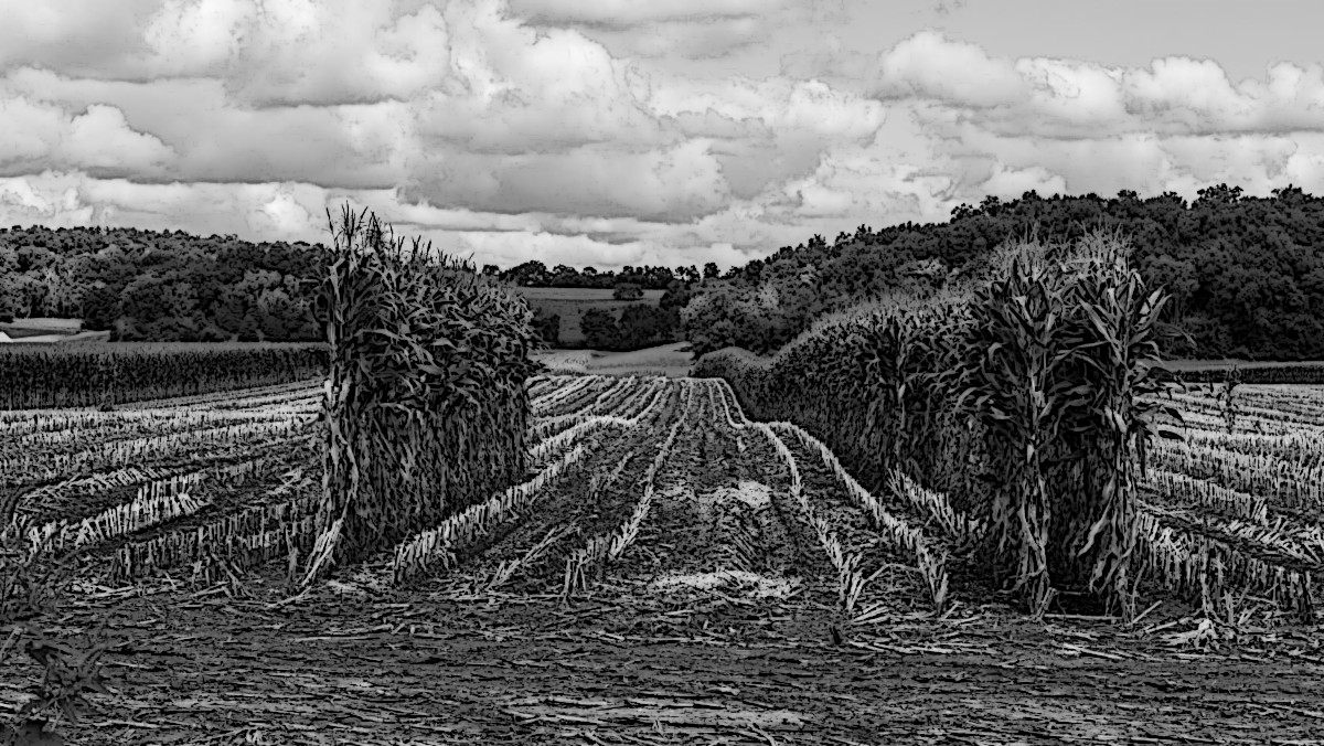 Harvested cornfield. (Source: loc.gov)