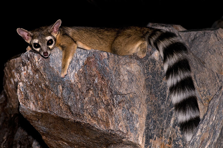 A photograph of a ring-tail cat. (Source: wikipedia.com)