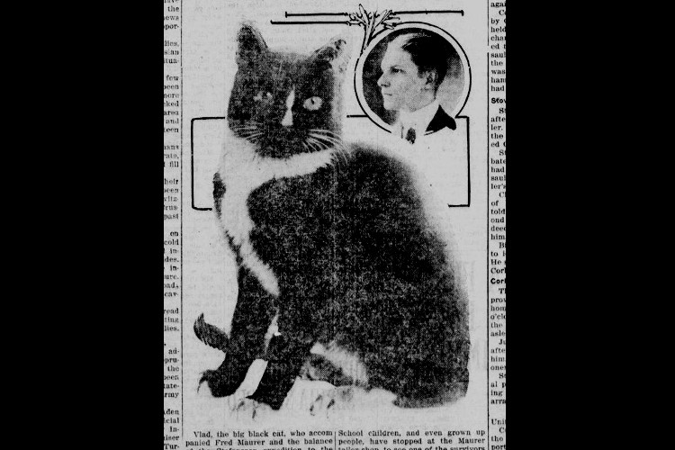 Photo of the Karluk's mascot, a black cat they named "Vlad", from the New Philadelphia, Ohio newspaper, November 1914. (Source: newspaperarchive.com)